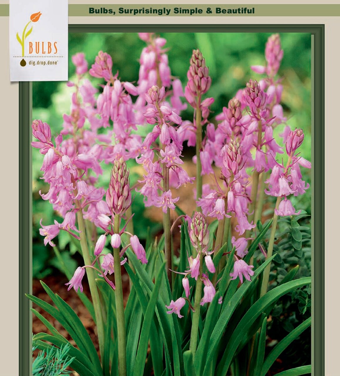 Pink Wood Hyacinth - 10 Bulbs - Spanish Bluebell/Hyacinthoides - 8/10 cm Bulbs